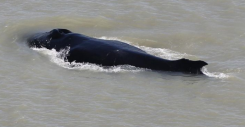 Le megattere vagano nel fiume infestato dai coccodrilli in Australia. 