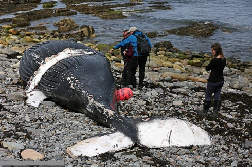 Attrezzi da pesca abbandonati in mare uccidono una megattera