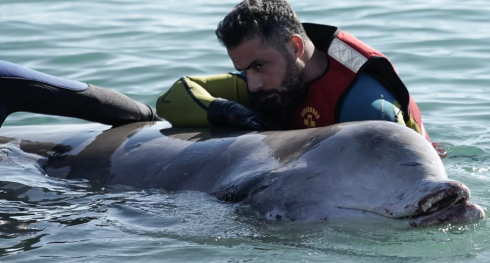 Ansia per un cucciolo di megattera arenatosi ferito sulla spiaggia di Alimos – VIDEO