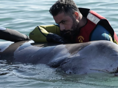 Ansia per un cucciolo di megattera arenatosi ferito sulla spiaggia di Alimos – VIDEO