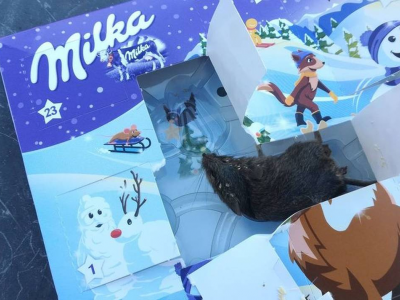 Una bambina scopre un topo morto nel suo "Milka Calendario dell'Avvento".... 