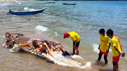 Misteriosa creatura marina trovata in Malesia – Il video