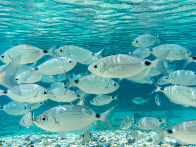 Le aree marine protette sono un fulcro della biodiversità