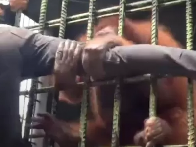 Un visitatore scavalca un recinto di uno zoo in Indonesia per fare un selfie con un orango ma subisce l’attacco dell'animale - VIDEO