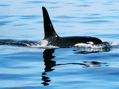 Orca avvistata e ripresa per la prima volta a largo delle coste d'Israele. 