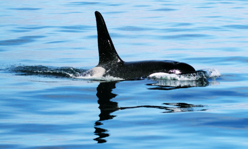 Orca avvistata e ripresa per la prima volta a largo delle coste d'Israele. 