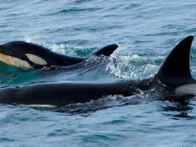 Attacchi alle barche da parte di orche: per la comunità scientifica “comportamenti insoliti” che in alcuni casi hanno provocato anche danni gravi alle imbarcazioni. 