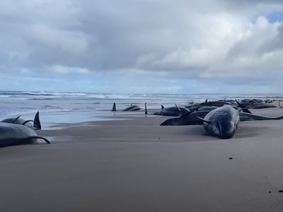 Tasmania, 157 pseudorche spiaggiate su una remota spiaggia australiana