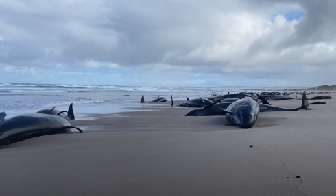 Tasmania, 157 pseudorche spiaggiate su una remota spiaggia australiana