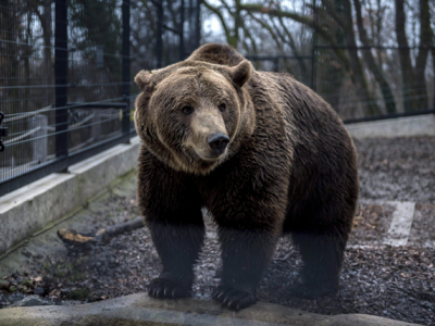 Orso marsicano a spasso di sera per le vie di Villalago in Abruzzo - VIDEO