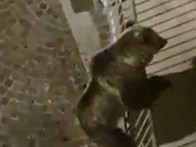 Ambiente e lockdown da coronavirus. Un orso si arrampica su un balcone ieri notte nel centro di Calliano in Trentino. 