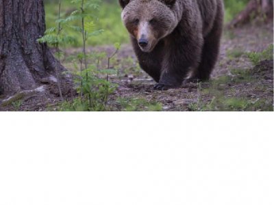 Un orso bruno ha attaccato e ucciso un uomo di 55 anni in Slovacchia