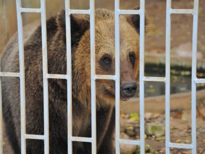 Orso bruno attacca una donna nella regione di Kursk  - VIDEO