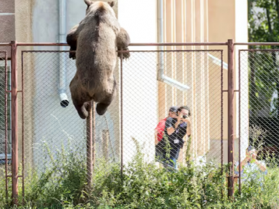 Orso uccide vacanziere 19enne