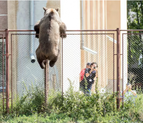 Orso uccide vacanziere 19enne