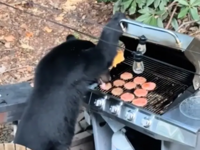 Orso affamato ruba hamburger e beve Coca-Cola- il curioso video