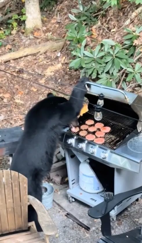 Orso affamato ruba hamburger e beve Coca-Cola- il curioso video