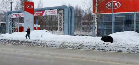 Russia: un orso rincorre un pedone in città e si schianta contro un autobus. Il video