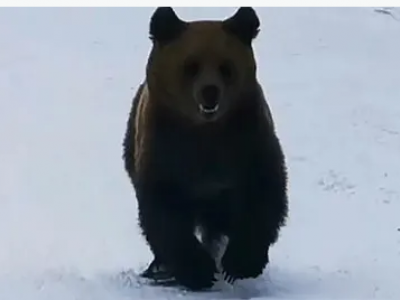 Orso insegue sciatore in pista a Cocoșul Predeal, Romania - VIDEO