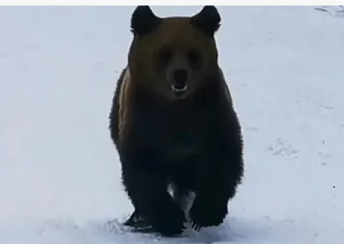 Orso insegue sciatore in pista a Cocoșul Predeal, Romania - VIDEO