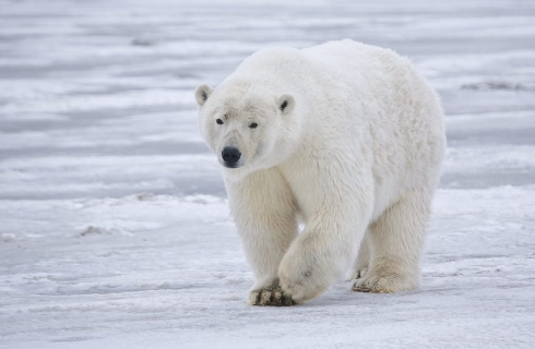 Un orso polare muore per la prima volta a causa dell'influenza aviaria