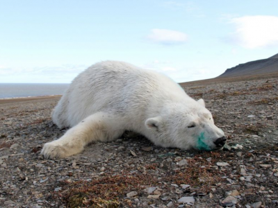 Norvegia: un orso polare uccide un campeggiatore. 