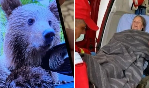 Selfie mania, turista apre il finestrino dell'auto per fare una foto con l'orso e viene aggredita