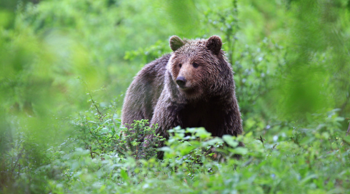 Uomo aggredito da orso - VIDEO