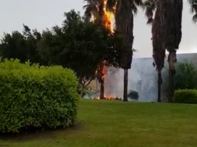 Lecce: così un fulmine distrugge una palma in pochi secondi. 