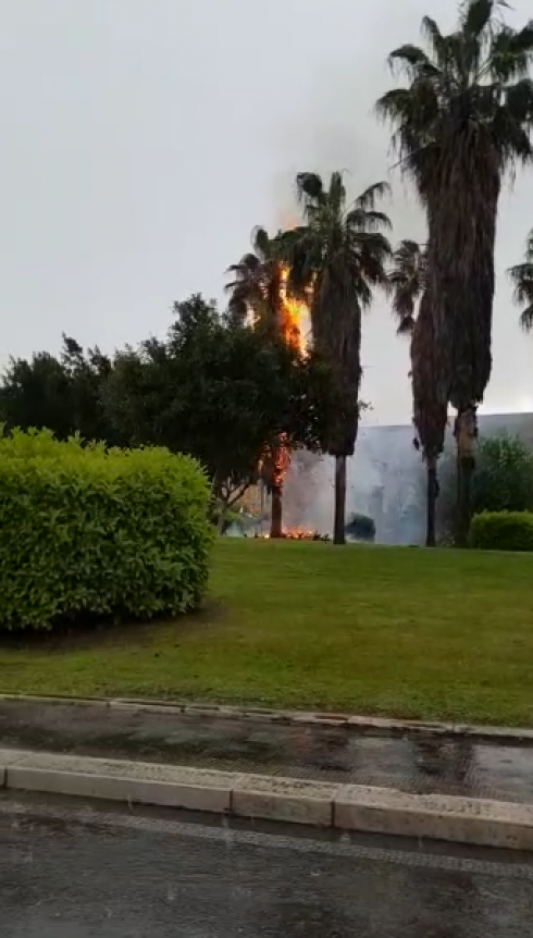 Lecce: così un fulmine distrugge una palma in pochi secondi. 