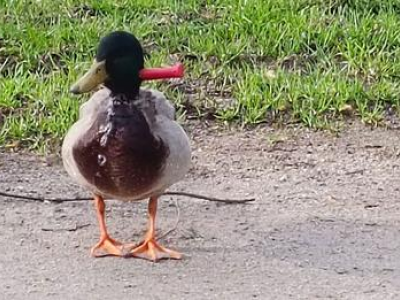 Violenza sugli animali, crudeltà e stupore: un'anatra viva, un coltello conficcato nel collo  - Video