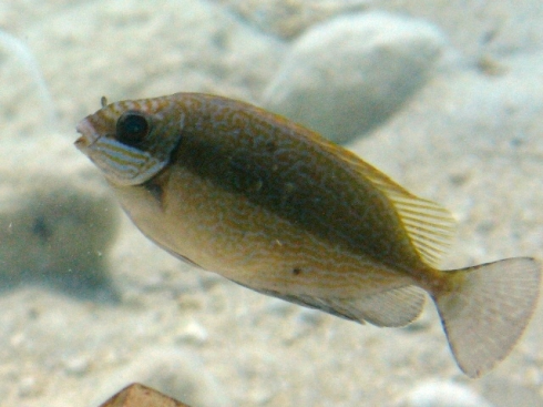 Specie aliene del mare, pescato a Milazzo pesce velenoso