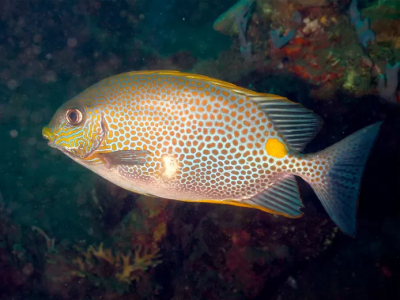 L'arrivo del pesce coniglio nel Mediterraneo preoccupa gli scienziati