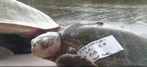 Ambiente, in Florida, una "marea rossa" decima la fauna acquatica