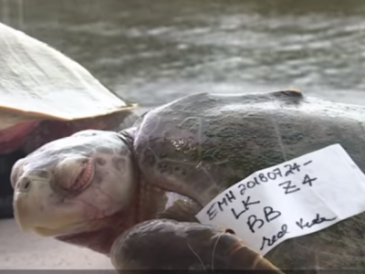 Ambiente, in Florida, una "marea rossa" decima la fauna acquatica