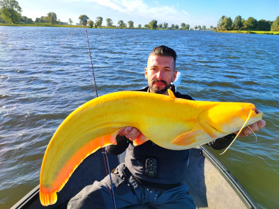 Curiositià della natura: pesce gatto estremamente raro catturato nei Paesi Bassi: il grande predatore è giallo brillante. 