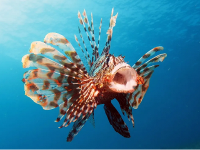 Nel mare Adriatico si sta diffondendo un'altra specie di pesci velenosi