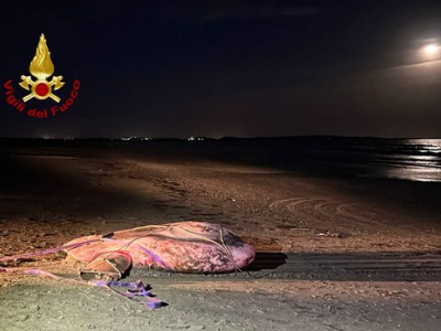 Pesce luna di circa una tonnellata spiaggiato a Venezia