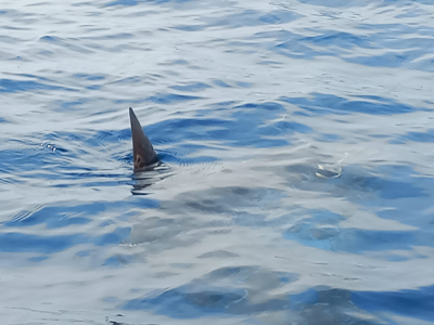 Raro e spettacolare avvistamento di un pesce luna a San Cataldo, marina di Lecce