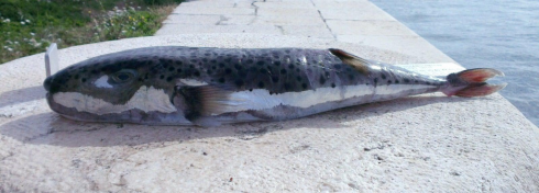 Pesce Palla Argenteo letale per l’uomo catturato nell’Alto Adriatico