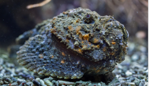 Turista sopravvive alla puntura del pesce più letale del mondo