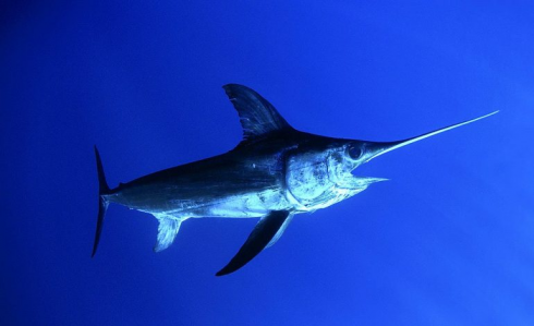 Sardegna, pesce spada nuota tra i bagnanti a pochi metri dalla riva: il video