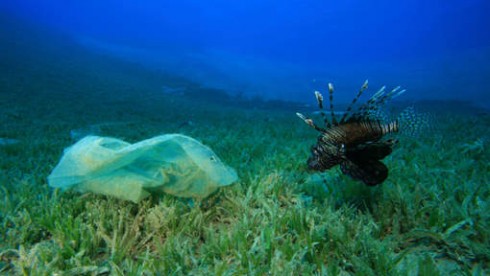 pesce e busta di plastica