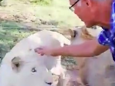 Uomo gravemente ferito dopo aver tentato di accarezzare un leone in gabbia - VIDEO