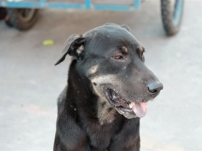 Madre sotterra vivo il figlio appena nato, un cane lo ritrova