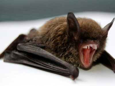 Si è svegliato con un pipistrello nella sua stanza: un bambino muore di rabbia in Canada