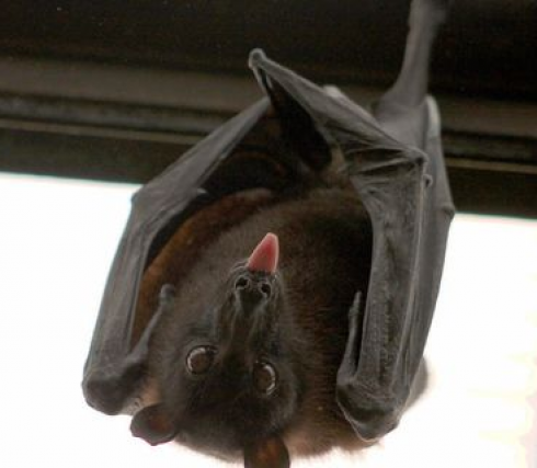 Il Centro svizzero per la rabbia individua il virus in un pipistrello