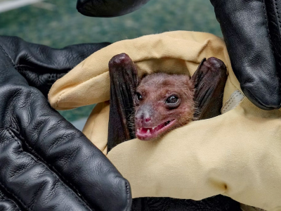 Rilevato virus della rabbia in un pipistrello svizzero, un evento raro