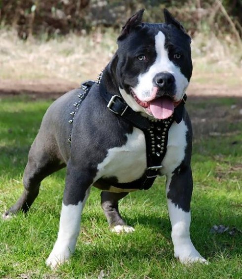 pitbull