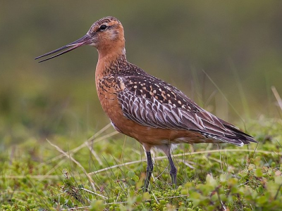 Record mondiale per una pittima reale: l'uccellino ha percorso 13.560 km senza atterrare